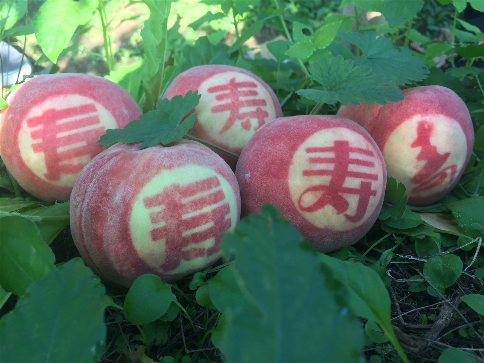 到一线读懂“三农”| 北农教授“组团”助力平谷大桃产业升级