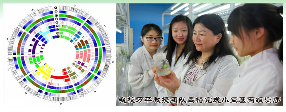 我校万平教授团队主持完成小豆基因组测序