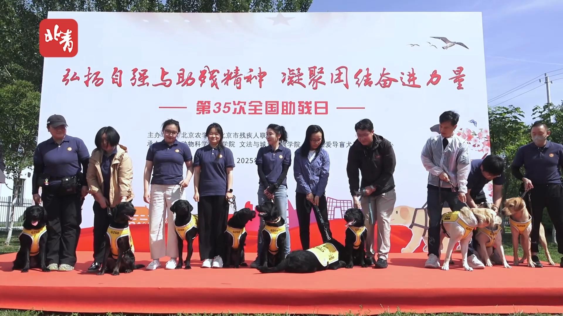 【北京青年报】北京导盲犬基地开放日活动 “多多”的“寄养妈妈”现场哽咽