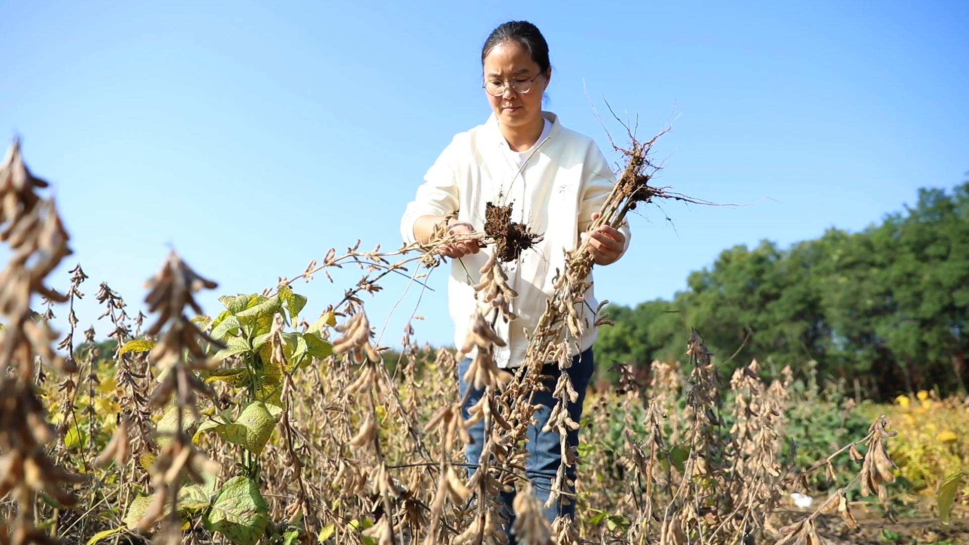 北农榜样 | 李玮瑜:让大豆“优等生”扎根广袤田野,引领学生投身乡村振兴一线。