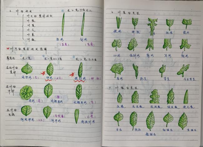花生种子结构图手绘图片