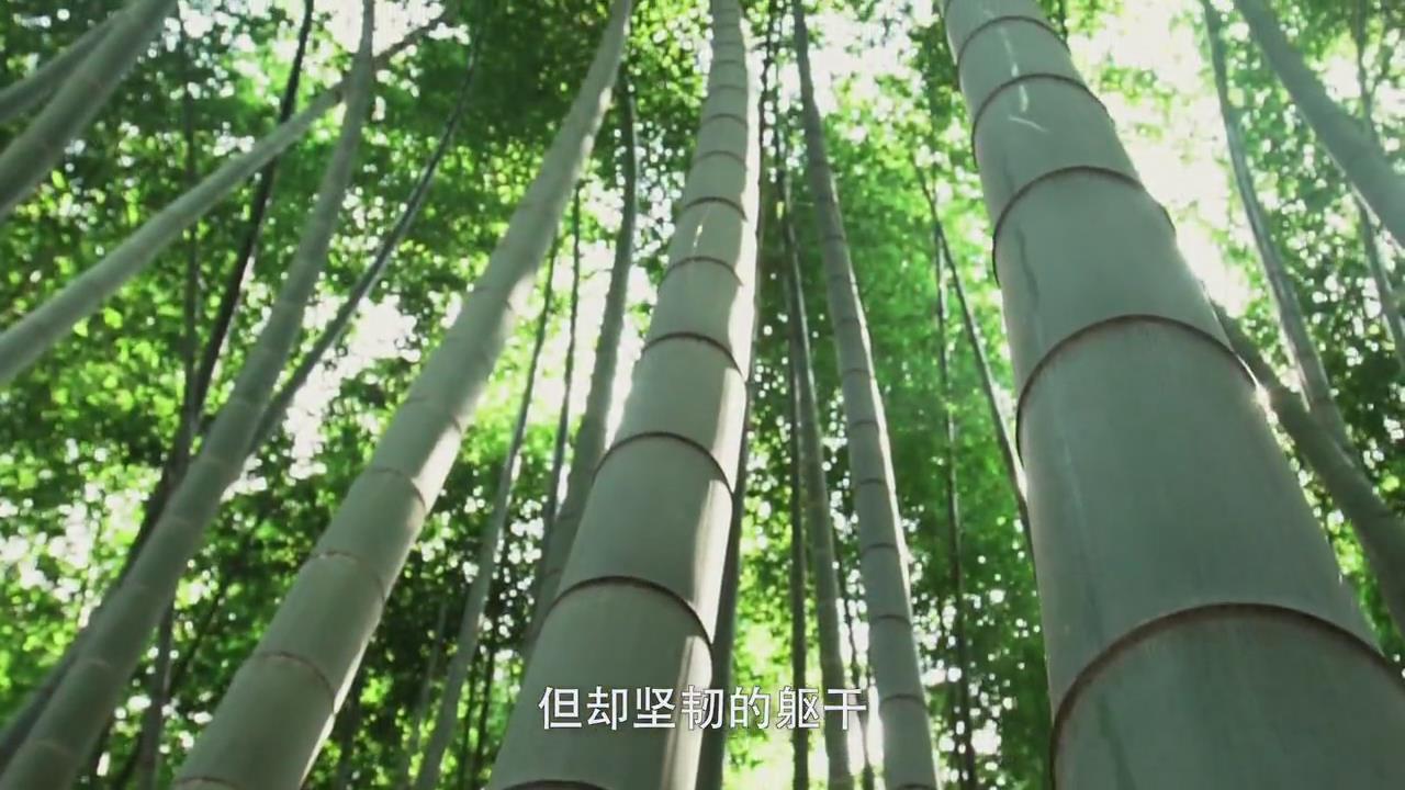【影响世界的中国植物】|“竹”宰自己的命运