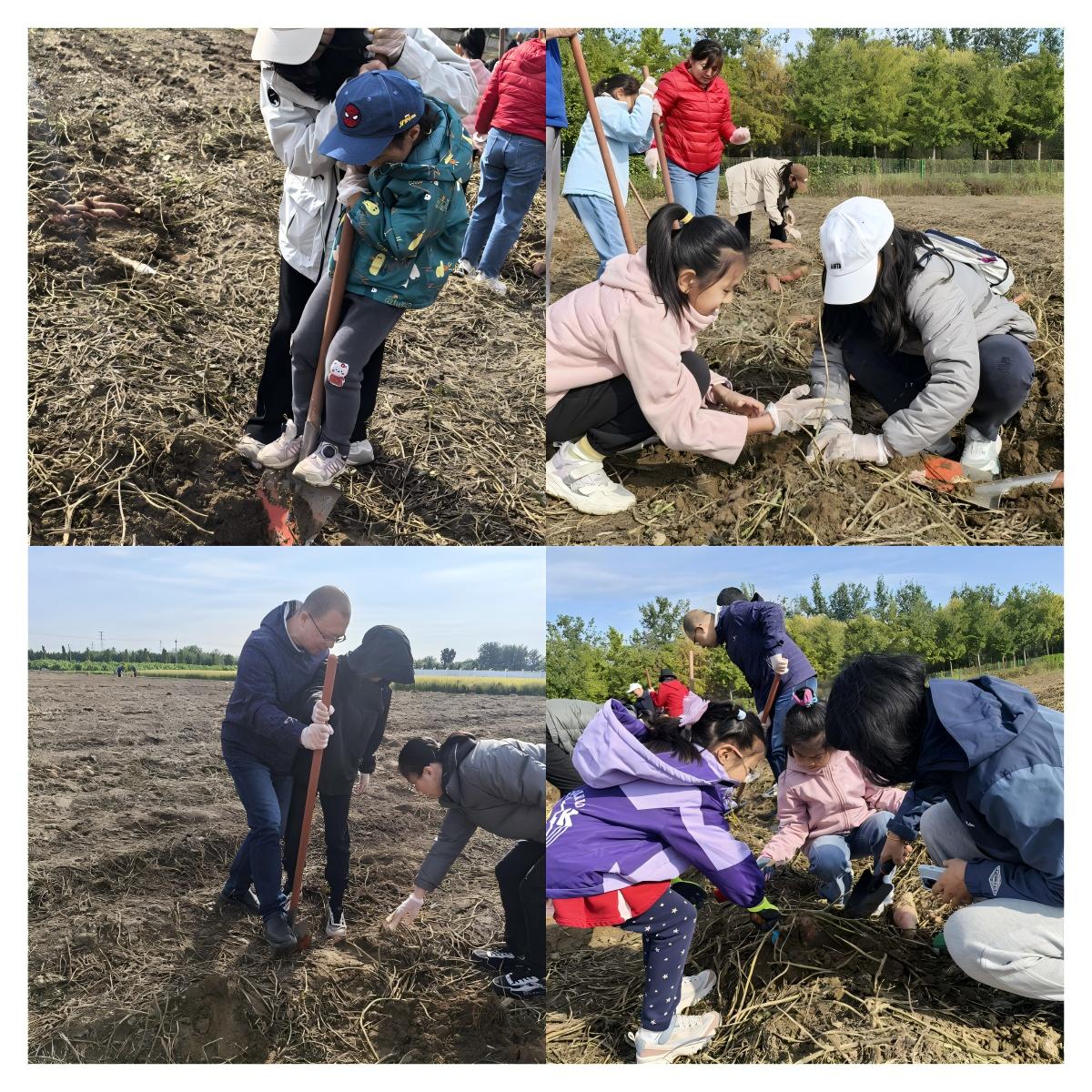 金秋采收乐翻天！学校亲子农耕活动温情启幕