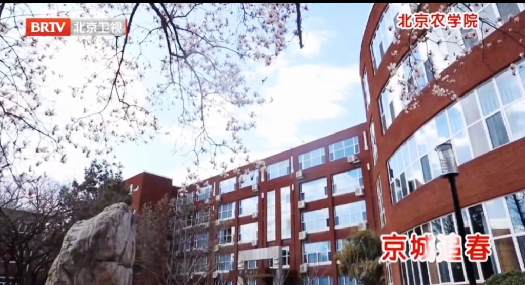 【BRTV】北京高校追花地图 北农玉兰花开正当时