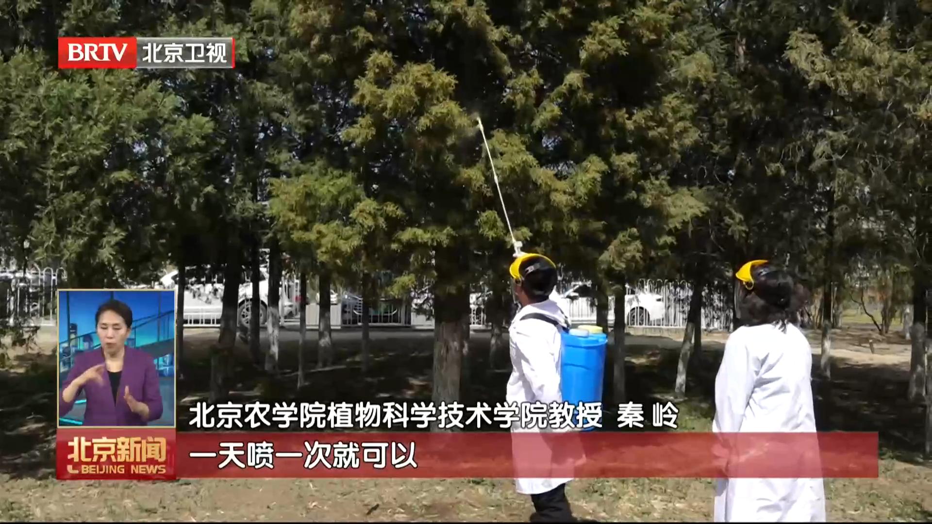 【BRTV新闻】北京治理圆柏花粉出大招 “双管”齐下降浓度